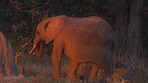 African elephant (Loxodonta africana) walking along the edge of a woodland at sunset, Moremi Game Reserve, Botswana.