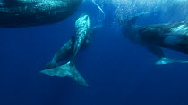 Group of Sperm whales (Physeter macrocephalus) breathing at the surface before swimming away, Azores, Portual, June.