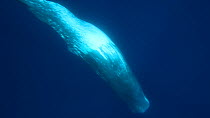 Sperm whale (Physeter macrocephalus) diving, Azores, Portugal, June.
