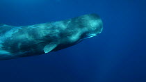 Sperm whale (Physeter macrocephalus) swimming from left to right and exiting frame, Azores, Portugal, June.