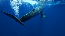 Two Sperm whales (Physeter macrocephalus) breathing at the surface before swimming away, Azores, Portugal, July.