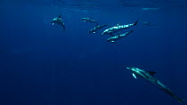 Small pod of Atlantic white-sided dolphins (Lagenorhynchus acutus) swimming near the surface, Azores, Portugal, July.