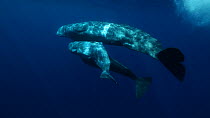 Female Sperm whale (Physeter macrocephalus) and two calves breathing at the surface and swimming away, Azores, Portugal, July.