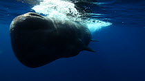 Close up of a Sperm whale (Physeter macrocephalus) swimming past the camera, Azores, Portugal, July.