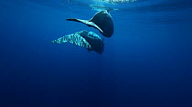 Two Sperm whales (Physeter macrocephalus) swiming near the surface, moving away from the camera, Azores, Portugal, July.