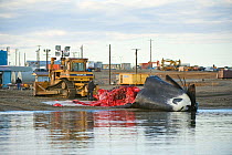 Inupiaq subsistence whalers butcher a Bowhead Whale (Balaena mysticetus) catch in the village of Kaktovik, Barter Island, North Slope, Alaska