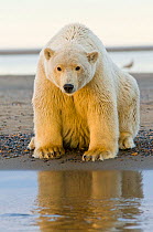 Polar bear (Ursus maritimus) female sits along a barrier island, Bernard Spit, 1002 area of the Arctic National Wildlife Refuge, North Slope, Alaska.