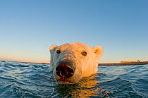Polar bear (Ursus maritimus) curious adult swims off a barrier island in autumn, Beaufort Sea, off the 1002 area of the Arctic National Wildlife Refuge, North Slope, Alaska