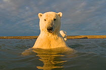 Polar bear (Ursus maritimus) curious young 2-year-old in water off a barrier island, its mother on the beach, Bernard Spit, 1002 area of the Arctic National Wildlife Refuge, North Slope, Alaska