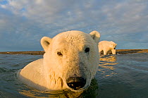 Polar bear (Ursus maritimus) curious young 2-year-old in water off a barrier island, its mother on the beach behind, Bernard Spit, 1002 area of the Arctic National Wildlife Refuge, North Slope, Alaska