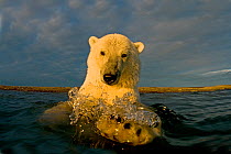 Polar bear (Ursus maritimus) curious young 2-year-old in water off a barrier island, 1002 area of the Arctic National Wildlife Refuge, North Slope, Alaska