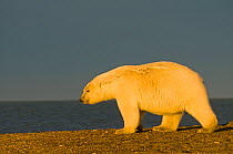 Polar bear (Ursus maritimus) walks along a barrier island in early autumn, Bernard Spit, off the 1002 area of the Arctic National Wildlife Refuge, North Slope, Alaska, Beaufort Sea