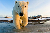 Polar bear (Ursus maritimus) curious subadult along a barrier island in autumn, Beaufort Sea, off the 1002 area of the Arctic National Wildlife Refuge, North Slope, Alaska