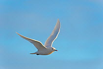 Ivory gull (Pagophilia eburnea) adult in flight, Beaufort Sea, off the 1002 area of the Arctic National Wildlife Refuge, North Slope, Alaska