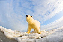 Polar bear (Ursus maritimus) 4-5 year-old on pack ice, low angle shot, off the 1002 area of the Arctic National Wildlife Refuge, North Slope of the Brooks Range, Alaska, Beaufort Sea, autumn