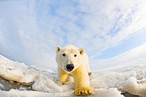 Polar bear (Ursus maritimus) 4-5 year-old on pack ice, approaching camera with curiosity, off the 1002 area of the Arctic National Wildlife Refuge, North Slope of the Brooks Range, Alaska, Beaufort Se...