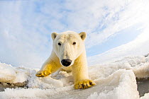 Polar bear (Ursus maritimus) investigating camera on pack ice off the 1002 area of the Arctic National Wildlife Refuge, North Slope of the Brooks Range, Alaska, Beaufort Sea, autumn
