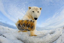 Polar bear (Ursus maritimus) investigating camera and batting it with paw, on pack ice off the 1002 area of the Arctic National Wildlife Refuge, North Slope of the Brooks Range, Alaska, Beaufort Sea,...