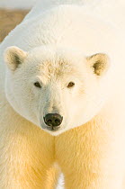 Polar bear (Ursus maritimus) portrait, female. Bernard Spit, 1002 area of the Arctic National Wildlife Refuge, North Slope, Alaska.