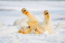 Polar bear (Ursus maritimus) juvenile rolling  around on newly formed pack ice, Beaufort Sea, off the 1002 area of the Arctic National Wildlife Refuge, North Slope, Alaska