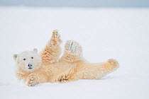 Polar bear (Ursus maritimus) yearling rolling  around on newly formed pack ice, Beaufort Sea, off the 1002 area of the Arctic National Wildlife Refuge, North Slope, Alaska