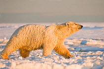 Polar bear (Ursus maritimus) female with wet matted fur walks over newly forming pack ice, Beaufort Sea, offshore from the 1002 area of the Arctic National Wildlife Refuge, Alaska.