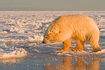Polar bear (Ursus maritimus) approaching another bear shows its nervousness by rubbing its face, Beaufort Sea, off the 1002 area of the Arctic National Wildlife Refuge, North Slope, Alaska