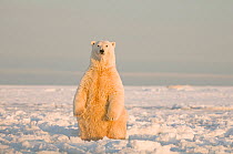 Polar bear (Ursus maritimus) sow sits up on her hindlegs, on newly forming pack ice during autumn freeze up, Beaufort Sea, off the 1002 area of the Arctic National Wildlife Refuge, North Slope, Alaska