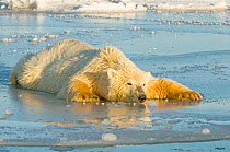 Polar bear (Ursus maritimus) juvenile spreading body weight over thin newly forming pack ice, trying not to break through, Beaufort Sea, off the 1002 area of the Arctic National Wildlife Refuge, North...