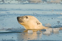 Polar bear (Ursus maritimus) adult swims through slushy newly forming pack ice during autumn freeze up, Beaufort Sea, off the 1002 area of the Arctic National Wildlife Refuge, North Slope, Alaska