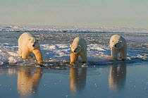 Polar bear (Ursus maritimus) sow with  two 3-year cubs along the edge of newly forming pack ice during autumn freeze up, off the 1002 area of the Arctic National Wildlife Refuge, North Slope, Alaska