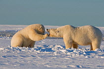 Polar bear (Ursus maritimus) female with juvenile interacting on the newly frozen pack ice, Beaufort Sea, off the 1002 area of the Arctic National Wildlife Refuge, North Slope, Alaska