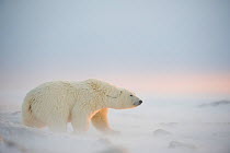 Polar bear (Ursus maritimus) juvenile walking over newly formed pack ice, Beaufort Sea, off the 1002 area of the Arctic National Wildlife Refuge, North Slope, Alaska