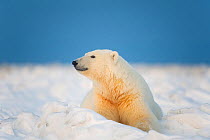 Polar bear (Ursus maritimus) young 3-year-old rests on newly formed pack ice dur autumn freeze up, Beaufort Sea, off the 1002 area of the Arctic National Wildlife Refuge, North Slope, Alaska