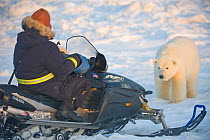 Polar bear (Ursus maritimus) approaches a man on a snowmobile over newly formed pack ice, during autumn freeze up along the coast, Beaufort Sea
