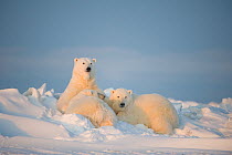 Polar bear (Ursus maritimus) sow nursing her juvenile cubs on the newly frozen pack ice, Beaufort Sea, off the 1002 area of the Arctic National Wildlife Refuge, North Slope, Alaska
