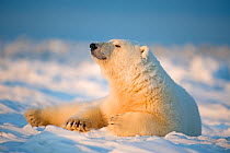 Polar bear (Ursus maritimus) young male resting on the newly frozen pack ice, Beaufort Sea, off the 1002 area of the Arctic National Wildlife Refuge, North Slope, Alaska
