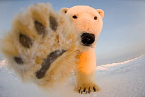 Polar bear (Ursus maritimus) curious young boar on the newly frozen pack ice reaches for remote camera with paw, Beaufort Sea, off the 1002 area of the Arctic National Wildlife Refuge, North Slope, Al...