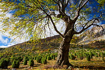 Common juniper (Junipera communis) and Common beech (Fagus sylvatica) trees growing on pasture land grazed by livestock in summer on subalpine meadow. Domogeld Valea Cernei National Park, Baile Hercul...