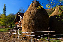 Traditional hay stacks at farm house in the village of Isverna. Mehedinti Plateau Geopark, Isverna, Romania, October 2012