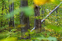 Common beech (Fagus sylvatica) forest in the Southern Carpathians close to Baile Herculane, Caras Severin, Romania, October 2012
