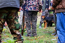 Romanian hunting dog (breed: Copoi ardenelesc / Transylvanian hound) among hunters after a driving hunt for Wild boar (Sus scrofa) in the forest area outside the village of Mehadia, Caras Severin, Rom...