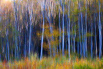 Common beech (Fagus sylvatica) forest in autumn colours, abstract. Southern Carpathians, Baile Herculane, Caras Severin, Romania, October 2012