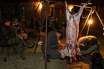 Romanian hunters skinning and preparing the meat of a female Wild boar (Sus scrofa) that was shot during a driving hunt in the forest area outside the village of Mehadia, Caras Severin, Romania, October 2012