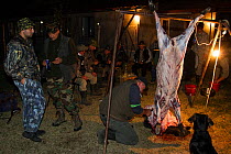 Romanian hunters skinning and preparing the meat of a female Wild boar (Sus scrofa) that was shot during a driving hunt in the forest area outside the village of Mehadia, Caras Severin, Romania, Octob...