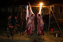 Two halves of freshly skinned and prepared female Wild boar (Sus scrofa) that was shot during a driving hunt in the forest area outside the village of Mehadia, Caras Severin, Romania, October 2012