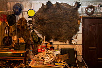 Wild boar (Sus scrofa) hide  in the garage of a Romanian hunter. Mehadia, Caras Severin, Romania, October 2012