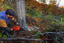 Forest worker with chainsaw cutting large Common beech (Fagus sylvatica) tree at 1.100 m elevation in the Southern Carpathians, Mehadia, Caras Severin, Romania, October 2012