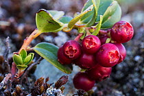 Lingonberry (Vaccinium vitis-idaea) fruits in the Tarcu Mountains Natura 2000 site. Southern Carpathians, Muntii Tarcu, Caras-Severin, Romania, October 2012