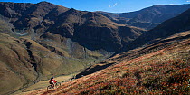 Mountain biker riding the slopes of the Tarcu Mountains Natura2000 site. Southern Carpathians, Muntii Tarcu, Caras-Severin, Romania, October 2012
